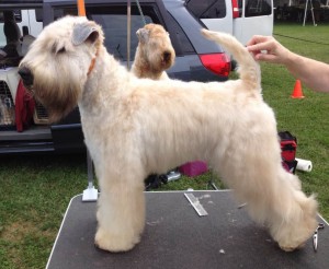 Ozzie at outside dog show